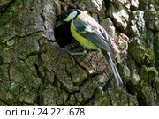 Синица большая. Great Tit (Parus major). Стоковое фото, фотограф Василий Вишневский / Фотобанк Лори