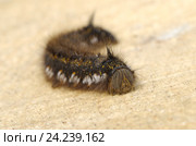 Гусеница травяного коконопряда (лат. Euthrix potatoria) Стоковое фото, фотограф Елена Коромыслова / Фотобанк Лори