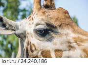 Глаз жирафа (Giraffa camelopardalis) Стоковое фото, фотограф Алёшина Оксана / Фотобанк Лори