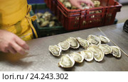 worker opening oysters. Стоковое видео, видеограф Яков Филимонов / Фотобанк Лори