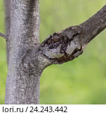 Ветка яблони, пораженная черным раком (sphaeropsis malorum) Стоковое фото, фотограф Абрамова Ксения / Фотобанк Лори
