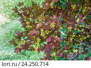 Декоративная форма клена явора ложноплатанового (Acer pseudoplatanus), сорт Purpurascens или Atropurpureum. Стоковое фото, фотограф Алёшина Оксана / Фотобанк Лори
