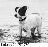 Пятнистая дворняга стоит в воде. Стоковое фото, фотограф Абрамова Ксения / Фотобанк Лори