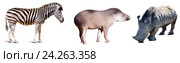 Set of Odd-toed ungulate animals. Стоковое фото, фотограф Яков Филимонов / Фотобанк Лори