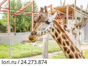 Жираф Ротшильда (Giraffa camelopardalis rothschildi) с травинкой во рту в зоопарке Ростова-на-Дону (2015 год). Стоковое фото, фотограф Алёшина Оксана / Фотобанк Лори