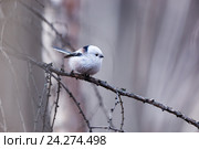 Синица длиннохвостая. Long-tailed Tit (Aegithalos caudatus). Стоковое фото, фотограф Василий Вишневский / Фотобанк Лори