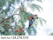 Московка. Coal Tit (Parus ater). Стоковое фото, фотограф Василий Вишневский / Фотобанк Лори
