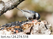 Московка. Coal Tit (Parus ater). Стоковое фото, фотограф Василий Вишневский / Фотобанк Лори