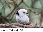 Гнездо. Синица длиннохвостая, Aegithalos caudatus. The nest of the Long-tailed Tit in nature. Стоковое фото, фотограф Василий Вишневский / Фотобанк Лори