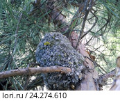 Гнездо. Синица длиннохвостая, Aegithalos caudatus. The nest of the Long-tailed Tit in nature. Стоковое фото, фотограф Василий Вишневский / Фотобанк Лори