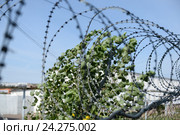 Типичный тюремный пейзаж. Исправительная система Россия УФСИН (2015 год). Редакционное фото, фотограф Mikhail Erguine / Фотобанк Лори