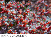 Teucrium heterophyllum plant in spring day. Стоковое фото, фотограф Яков Филимонов / Фотобанк Лори