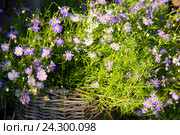 Брахикома (Brachycome) Стоковое фото, фотограф Охотникова Екатерина *Фототуристы* / Фотобанк Лори