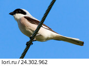 Сорокопут чернолобый. Lesser Grey Shrike (Lanius minor). Стоковое фото, фотограф Василий Вишневский / Фотобанк Лори