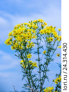 Якобея обыкновенная или Крестовник Якова ( лат. Jacobaea vulgaris, Senecio jacobaea L.). Дикорастущее ядовитое, лекарственное растение Сибири. Стоковое фото, фотограф Евгений Мухортов / Фотобанк Лори