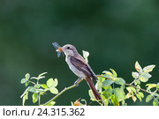 Сорокопут-жулан. Common Shrike (Lanius collurio) Стоковое фото, фотограф Василий Вишневский / Фотобанк Лори