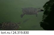 tortoise and fish. Стоковое видео, видеограф Яков Филимонов / Фотобанк Лори