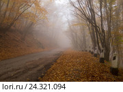 Старая туманная дорога через буковый лес. Стоковое фото, фотограф Игорь Скляров / Фотобанк Лори