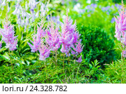 Цветущая розовая Астильба Арендса ,, Аметист ,, ( лат.  Astilbe arendsii "Amethyst" ) среди цветущей Хосты. Стоковое фото, фотограф Евгений Мухортов / Фотобанк Лори