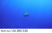 Маори губан (Cheilinus undulatus) в голубой воде, Красное море, Шарм-эль-Шейх, Синайский полуостров, Египет. Стоковое видео, видеограф Некрасов Андрей / Фотобанк Лори