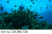 Большой косяк красочных рыб Голди (Pseudanthias squamipinnis) возле рифа на глубине, Красное море, Шарм-эль-Шейх, Синайский полуостров, Египет. Стоковое видео, видеограф Некрасов Андрей / Фотобанк Лори
