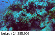 Подводный пейзаж с рифами, Красное море, Шарм-эль-Шейх, Синайский полуостров, Египет. Стоковое видео, видеограф Некрасов Андрей / Фотобанк Лори