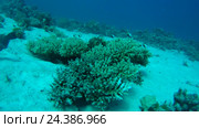 Жизнь на небольшом Коралле на песчаном дне, Красное море, полуостров Синай, Египет. Стоковое видео, видеограф Некрасов Андрей / Фотобанк Лори