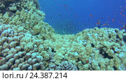Большой косяк красочных рыб Голди (Pseudanthias squamipinnis) возле рифа на глубине, Красное море, Шарм-эль-Шейх, Синайский полуостров, Египет. Стоковое видео, видеограф Некрасов Андрей / Фотобанк Лори