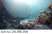 Крылатка (Pterois volitans) и  Hardyhead Silverside (Atherinomorus lacunosus), Красное море, Дахаб, Синайский полуостров, Египет. Стоковое видео, видеограф Некрасов Андрей / Фотобанк Лори