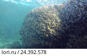 Косяк рыб Hardyhead Silverside (Atherinomorus lacunosus) в коралловом каньоне, Красное море, Дахаб, Синайский полуостров, Египет. Стоковое видео, видеограф Некрасов Андрей / Фотобанк Лори