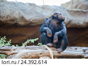 Шимпанзе в Лоро парке (Loro Parque zoo), Санта Круз, Тенерифе, Канарские острова. Стоковое фото, фотограф Кекяляйнен Андрей / Фотобанк Лори