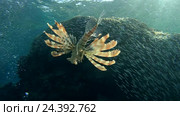 Крылатка (Pterois volitans) и Рыбы Hardyhead (Atherinomorus lacunosus) Красное море, Дахаб, Синайский полуостров, Египет. Стоковое видео, видеограф Некрасов Андрей / Фотобанк Лори