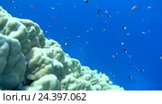 Рыбы Голди (Pseudanthias squamipinnis) и Bicolor Damselfish (Chromis dimidiata)  плавают над коралловыми рифами, Красное море, Шарм-эль-Шейх, Синайский полуостров, Египет. Стоковое видео, видеограф Некрасов Андрей / Фотобанк Лори