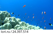 Подводный пейзаж с рифами, Красное море, Шарм-эль-Шейх, Синайский полуостров, Египет. Стоковое видео, видеограф Некрасов Андрей / Фотобанк Лори