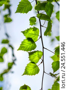 Берёза повислая (лат. Betula pendula). Ветвь с зелёными молодыми листьями крупным планом. Стоковое фото, фотограф Евгений Мухортов / Фотобанк Лори