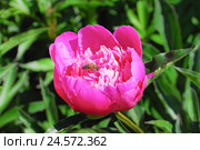 Пчела на ярко-розовом пионе (Paeonia) Стоковое фото, фотограф Алёшина Оксана / Фотобанк Лори