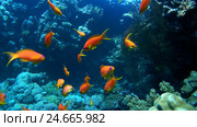School of fish a bright orange orange Sea goldie - Pseudanthias squamipinnis chromis swims over a coral reef. Стоковое видео, видеограф Некрасов Андрей / Фотобанк Лори