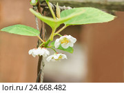 Цветок лианы лимонник китайский (лат. Schisandra chinensis) Стоковое фото, фотограф Наталья Гармашева / Фотобанк Лори