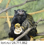 Краснорукий тамарин (Saguinus midas) сидит на ветке. Стоковое фото, фотограф Валерия Попова / Фотобанк Лори