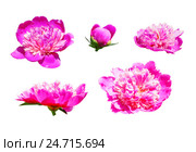 Пионы ярко-розовые (Paeonia) на белом фоне. Стоковое фото, фотограф Алёшина Оксана / Фотобанк Лори
