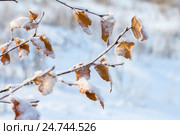 Ветка березы зимой под снегом. Стоковое фото, фотограф Ирина Толокновская / Фотобанк Лори