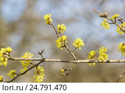 Желтые цветы кизила (лат. Cornus) в весеннем лесу. Стоковое фото, фотограф Наталья Гармашева / Фотобанк Лори