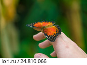 Бабочка Red Lacewing (Cethosia biblis) Стоковое фото, фотограф Ростислав Агеев / Фотобанк Лори