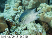 Мальдивская рыба Ласточка (Amblyglyphidodon indicus) плавает на фоне коралловых рифов. Красное море, Египет. Стоковое фото, фотограф Некрасов Андрей / Фотобанк Лори
