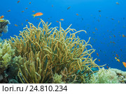 Антиасы лирохвостые (Pseudanthias squamipinnis) около кораллов в Красном море. Стоковое фото, фотограф Некрасов Андрей / Фотобанк Лори