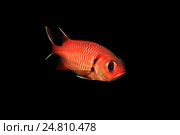 Рыба-солдат (Myripristis murdjan) Стоковое фото, фотограф Некрасов Андрей / Фотобанк Лори
