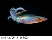 Кальмар (Sepioteuthis lessoniana) Стоковое фото, фотограф Некрасов Андрей / Фотобанк Лори