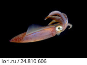 Кальмар (Sepioteuthis lessoniana) Стоковое фото, фотограф Некрасов Андрей / Фотобанк Лори