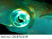Кальмар (Sepioteuthis lessoniana) Стоковое фото, фотограф Некрасов Андрей / Фотобанк Лори