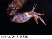 Кальмар (Sepioteuthis lessoniana) Стоковое фото, фотограф Некрасов Андрей / Фотобанк Лори